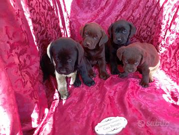 Labrador con pedigree lastre e test genetici