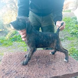 Cuccioli segugio maremmano