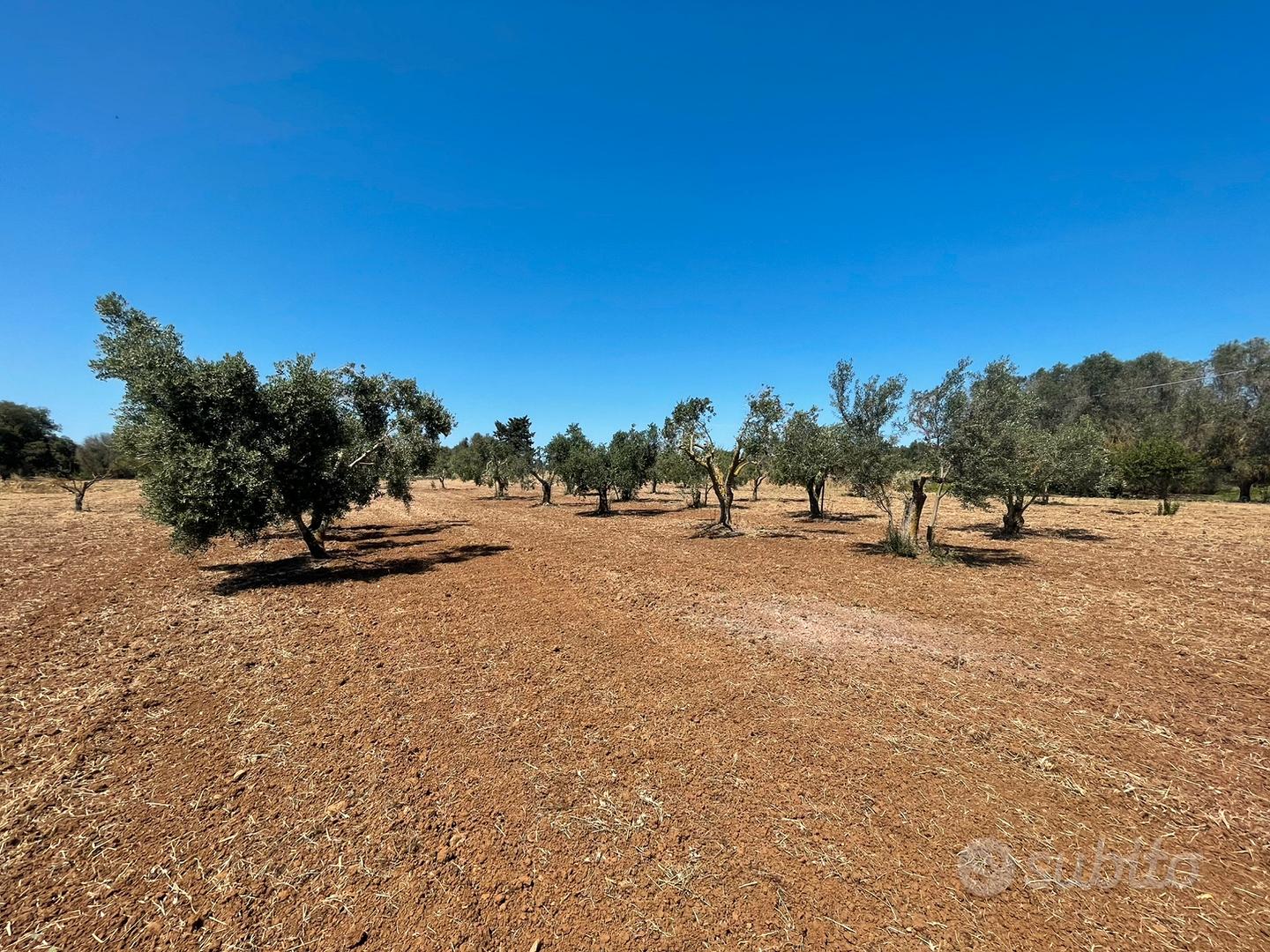 2 terreni uliveti vigneto - Vista 5