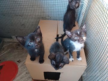 Gattini neri, bianco e nero