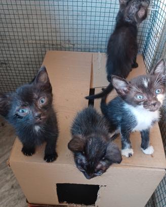 Gattini neri, bianco e nero