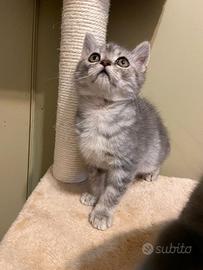 Gattino Scottish Straight