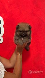 Femmina POMERANIA LINEE AMERICANE GRIGIA