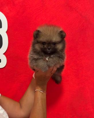 Femmina POMERANIA LINEE AMERICANE GRIGIA