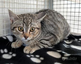 Bergamotto gattino cucciolo