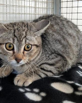 Bergamotto gattino cucciolo