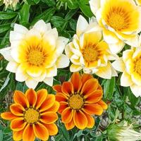 Semi Gazania in varietà 