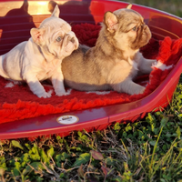 Bulldog Francese