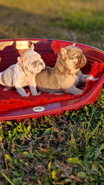 Bulldog Francese