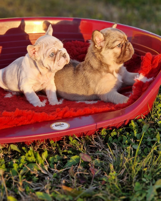 Bulldog Francese