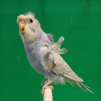 Cocorite hagoromo rainbow