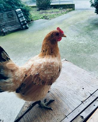 Animali