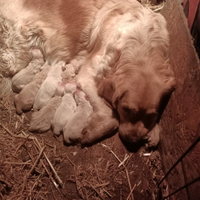 Golden retriever cuccioli con pedigree ENCI