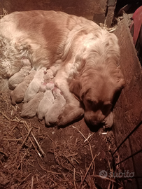 Golden retriever cuccioli con pedigree ENCI