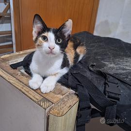 Gilda gattina 3 mesi