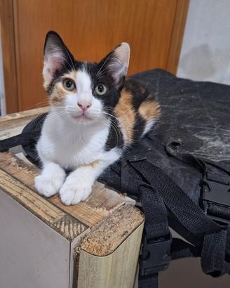 Gilda gattina 3 mesi