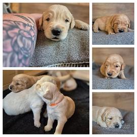 Golden Retriever maschi con pedigree