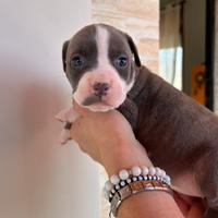Cuccioli Pitbull