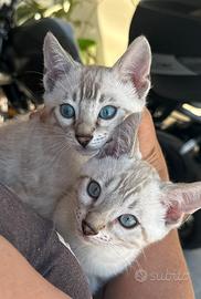 Cuccioli Maschi Bengal Snow Lynx con occhi azzurri