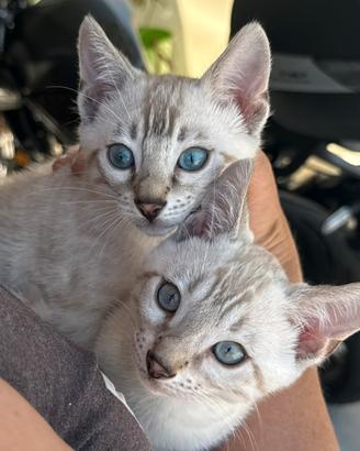 Cuccioli Maschi Bengal Snow Lynx con occhi azzurri