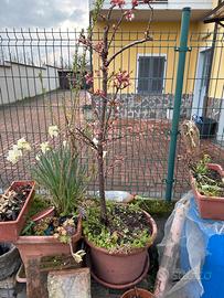 Albicocco gia pruduttivo