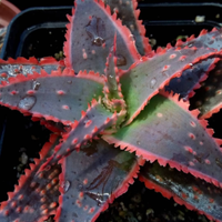 Aloe 'Christmas carol' piante grasse