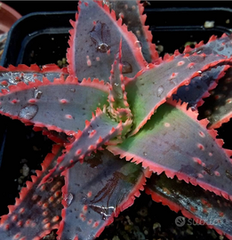 Aloe 'Christmas carol' piante grasse