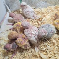 Pulli di inseparabili ,cocorite e calopsite