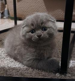 Gattini Scottish fold e straight