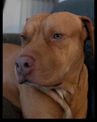 Pitbull Red nose UKC per monta