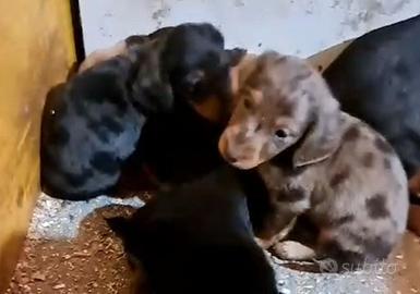 Cuccioli Bassotto nano