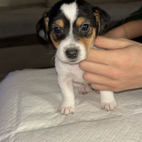 Jack russel maschio