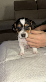 Jack russel maschio