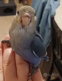 Inseparabile allevato a mano