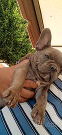 Bulldog francés