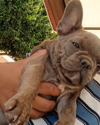 Bulldog francés