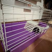 Piccoli roditori