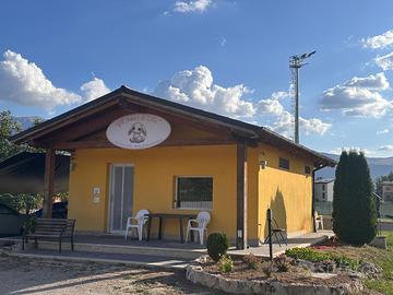 Cuccioloni di circa 4 mesi