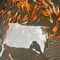 Carpe Koi