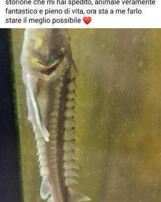 Pesci