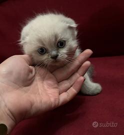 Cuccioli scottish fold