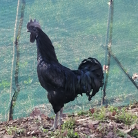 Ayam cemani alta genealogia (leggi tutto)