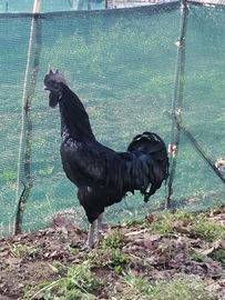 Ayam cemani alta genealogia (leggi tutto)