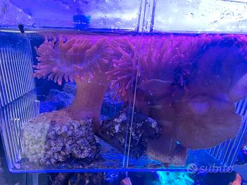 Anemoni x acquario marino