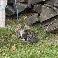 Gattino piccolo