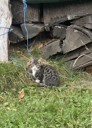 Gattino piccolo