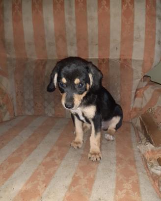 Cucciolo 3 mesi maschio