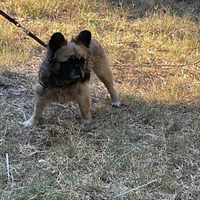 Bulldog francese fluffy