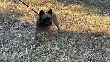 Bulldog francese fluffy