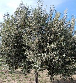 Terreno agricolo di 3800 mq + 100 piante di ulivet